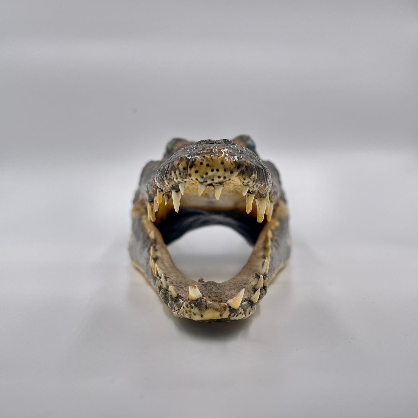 Crocodile head taxidermy