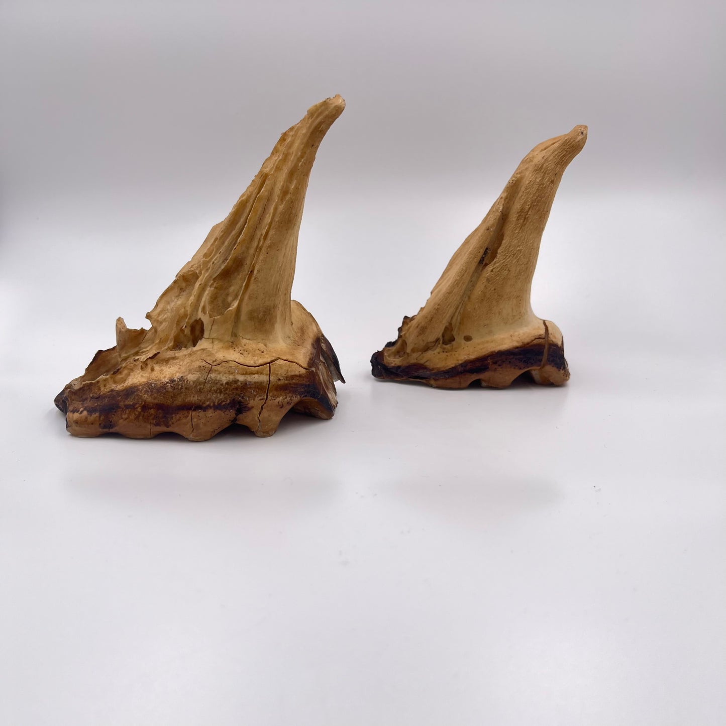 Set of 2 African Elephant Teeth