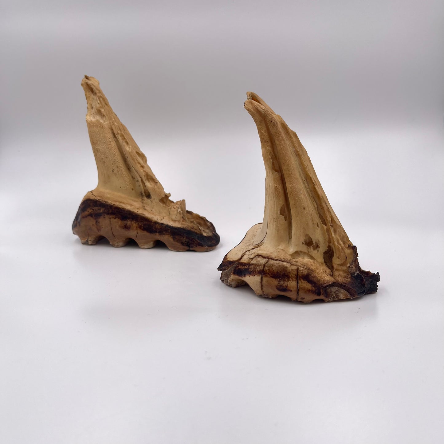 Set of 2 African Elephant Teeth