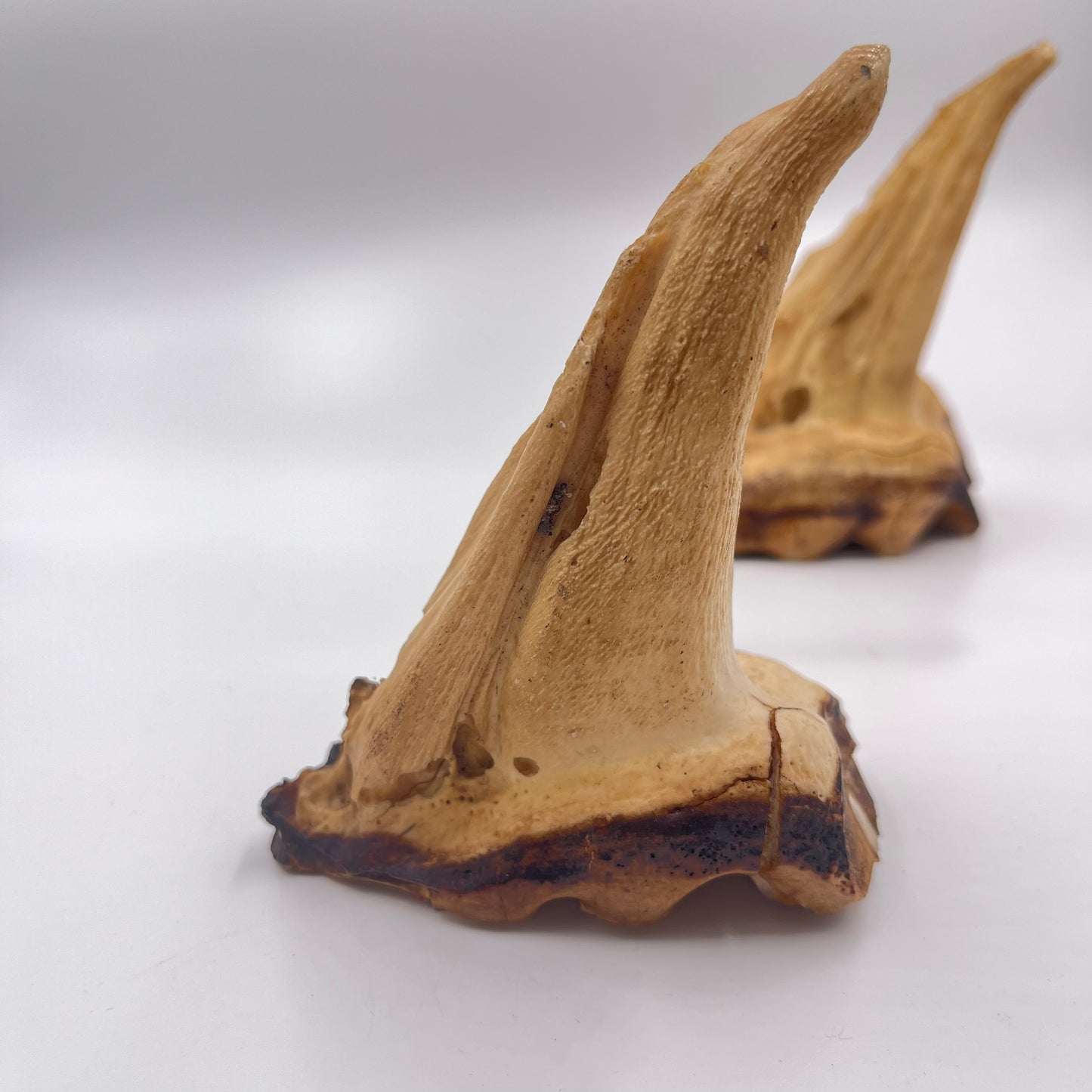 Set of 2 African Elephant Teeth