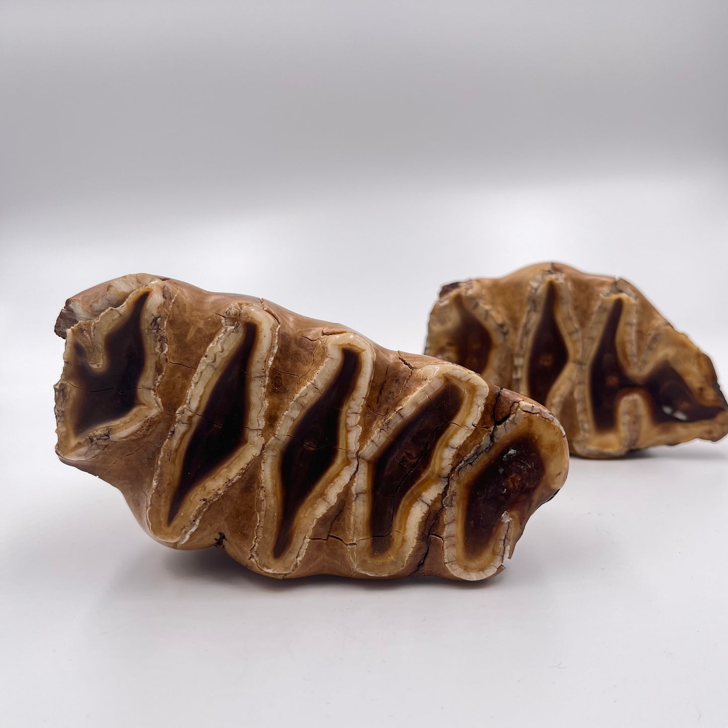 Set of 2 African Elephant Teeth