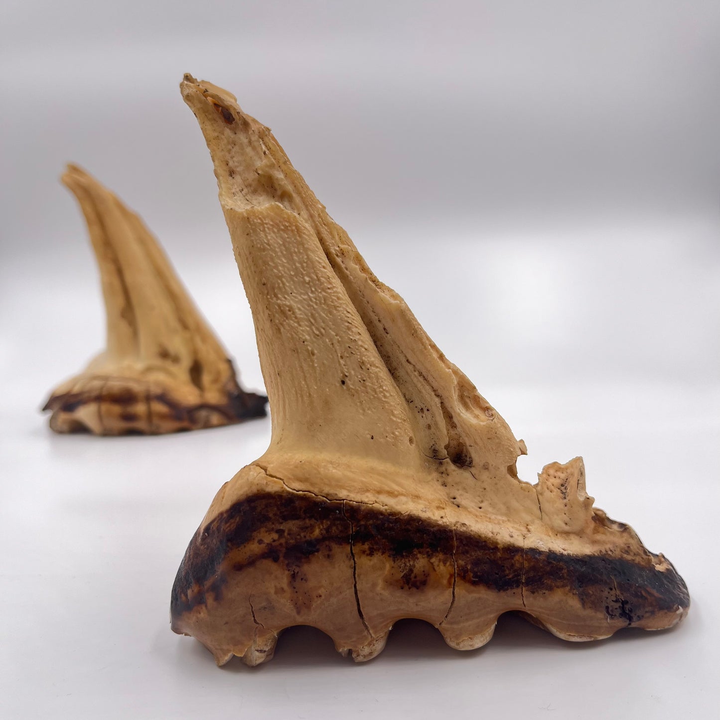 Set of 2 African Elephant Teeth