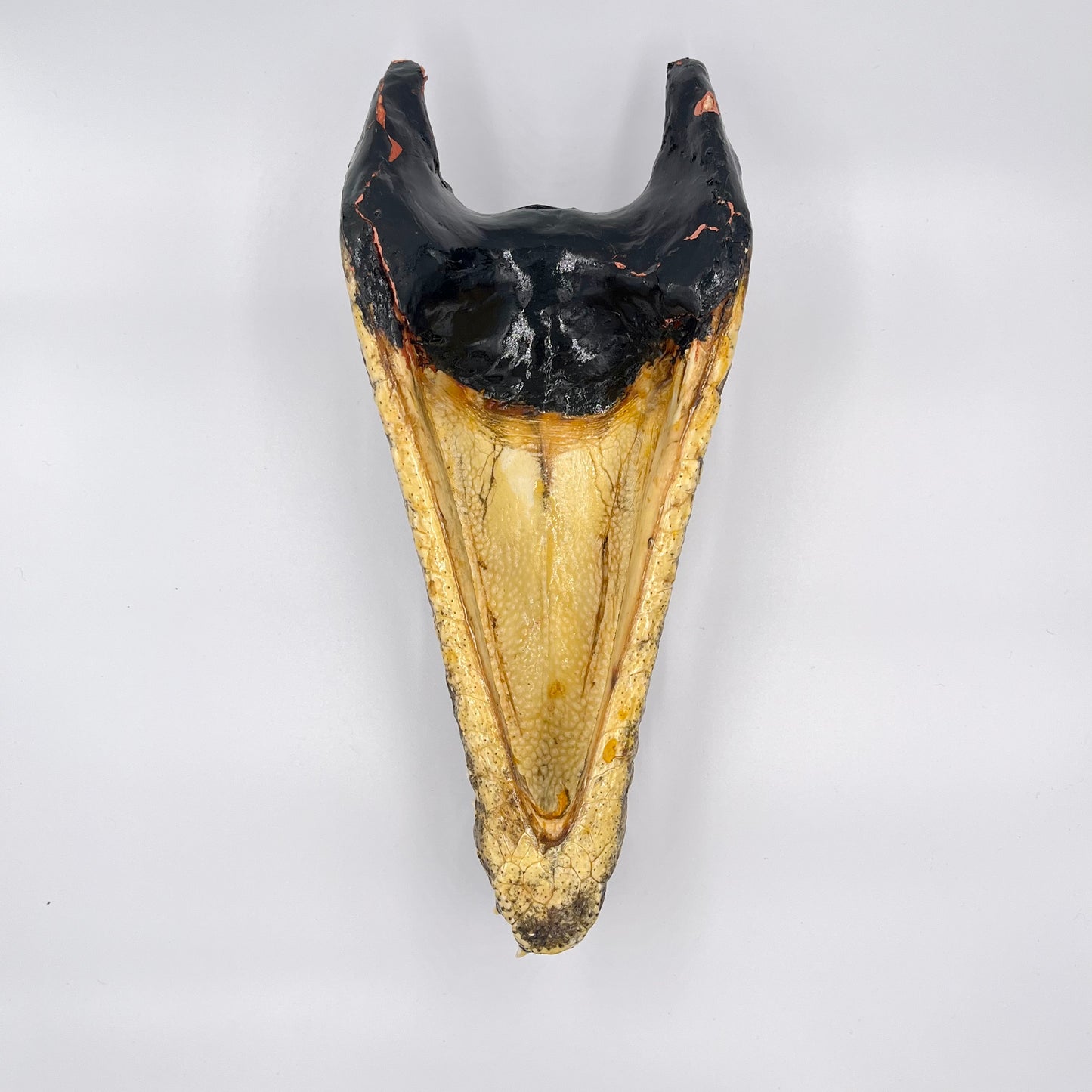 Crocodile head taxidermy