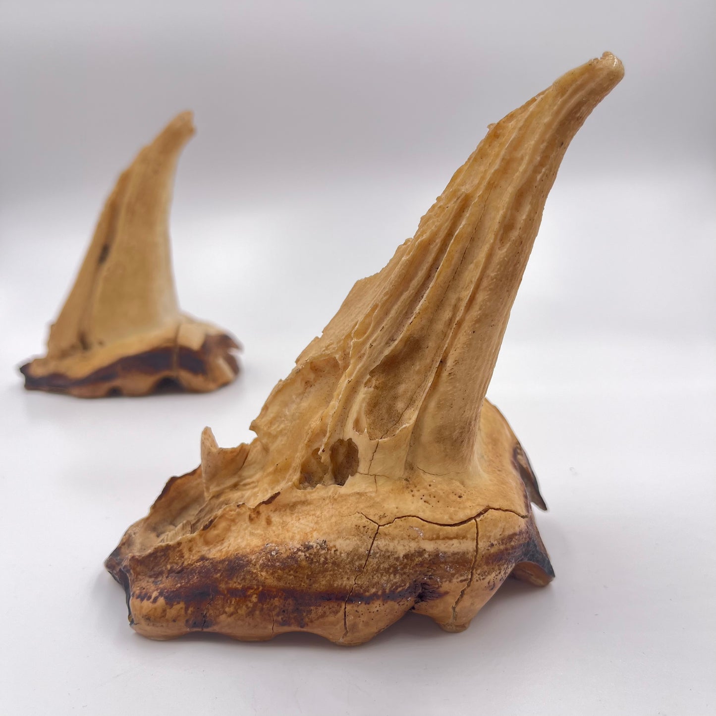 Set of 2 African Elephant Teeth