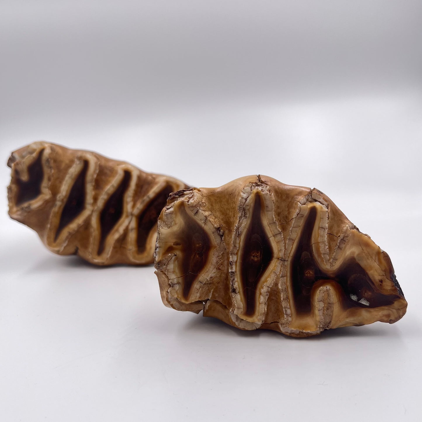 Set of 2 African Elephant Teeth