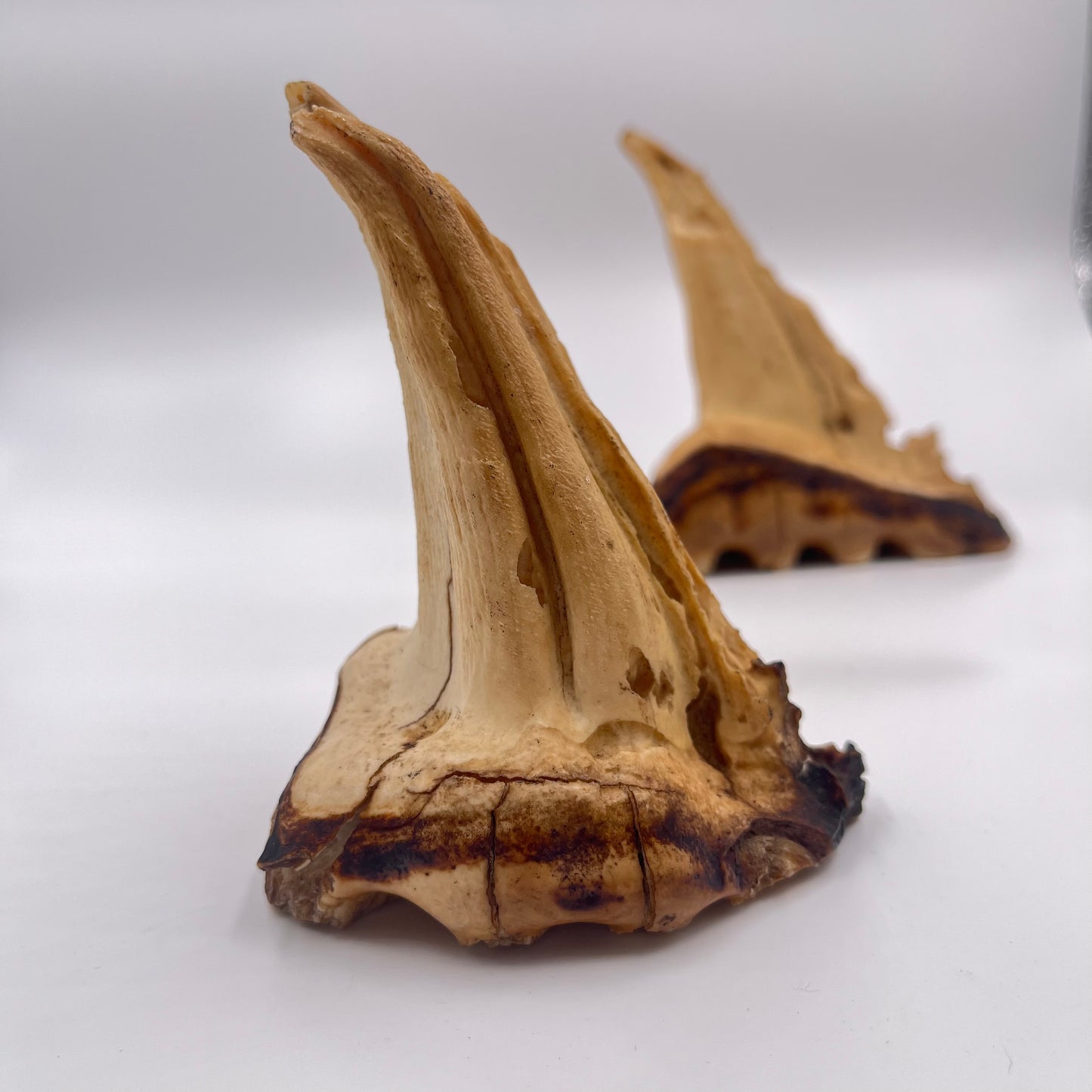 Set of 2 African Elephant Teeth