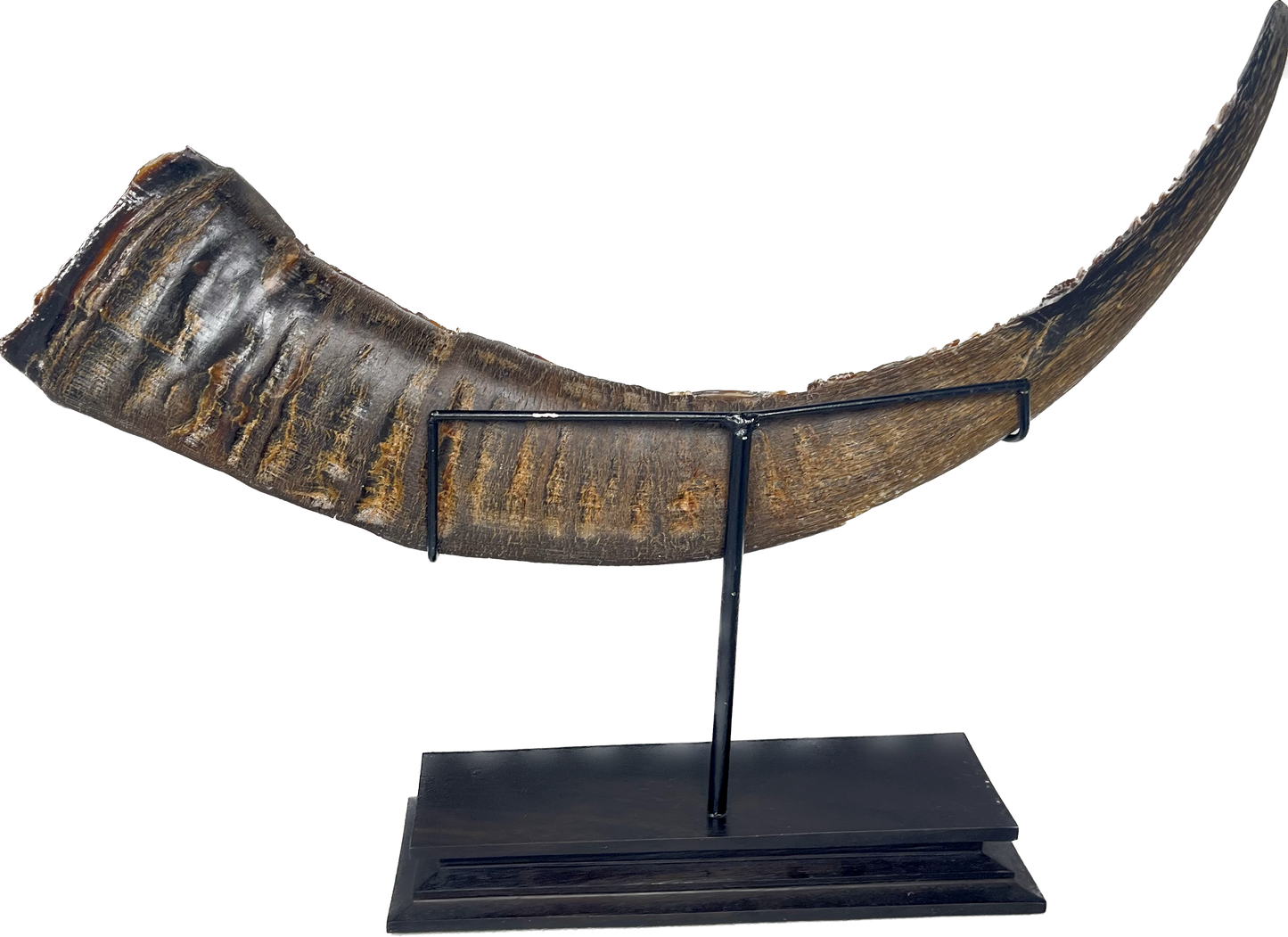 Water Buffalo handcarved horn - Dragon v Phoenix