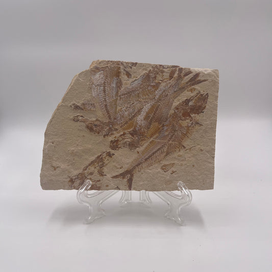 Fossil or the congregation of Dyplomistus