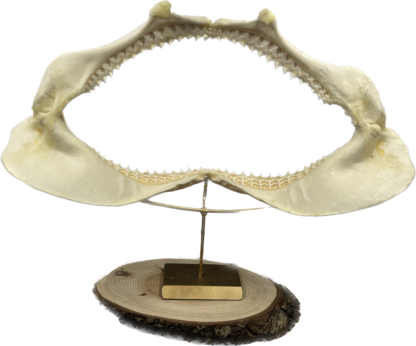 Shark Jaw - Carcharhinus