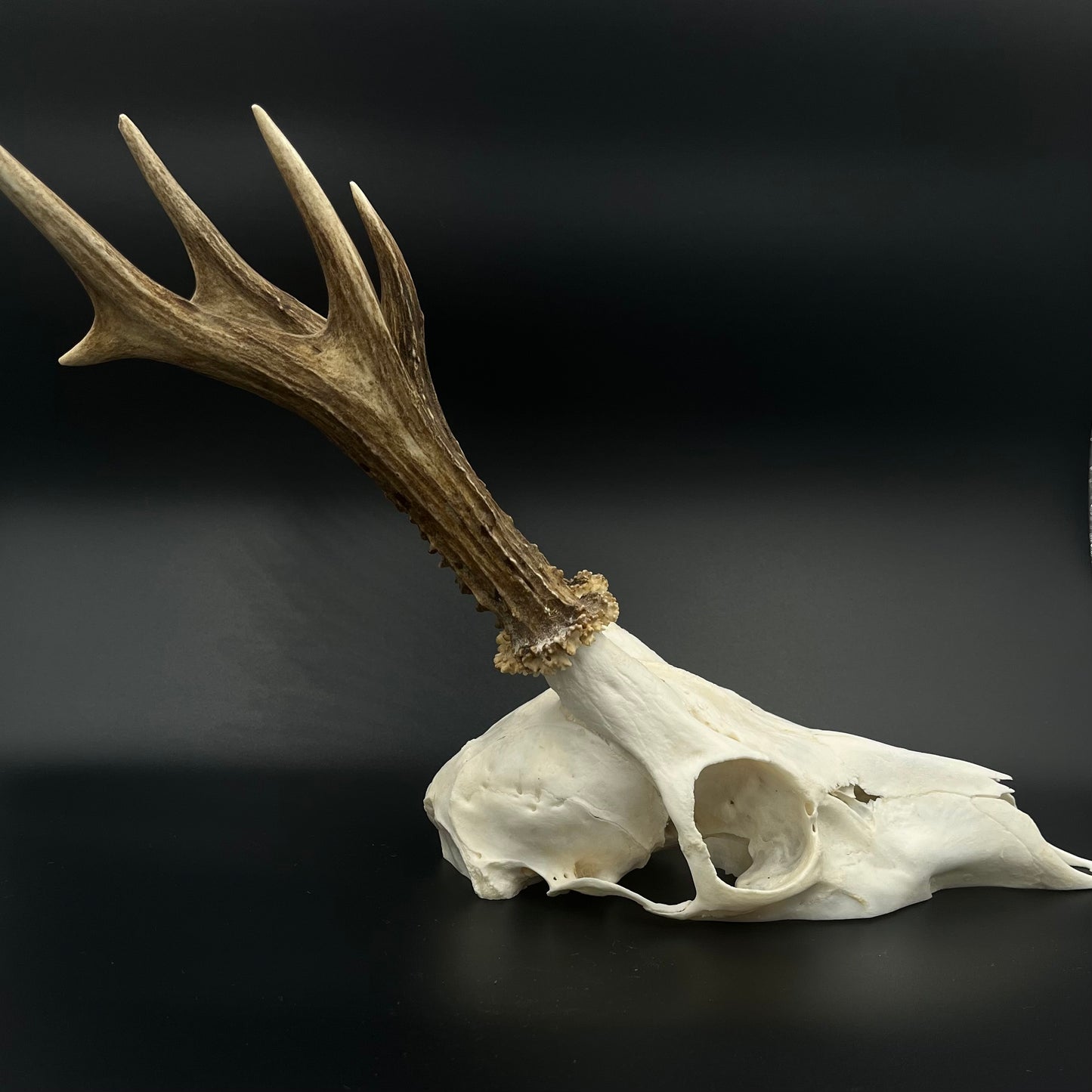 Deer skull