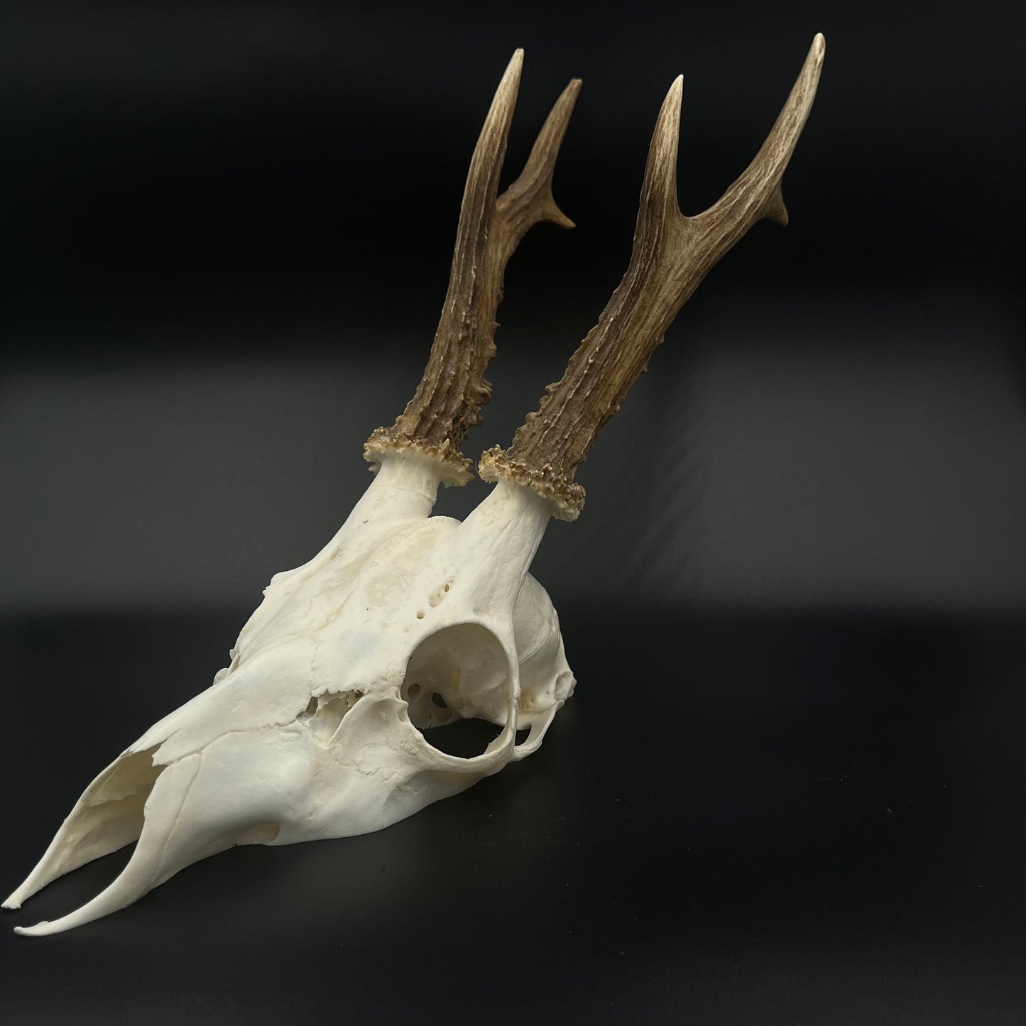 Deer skull