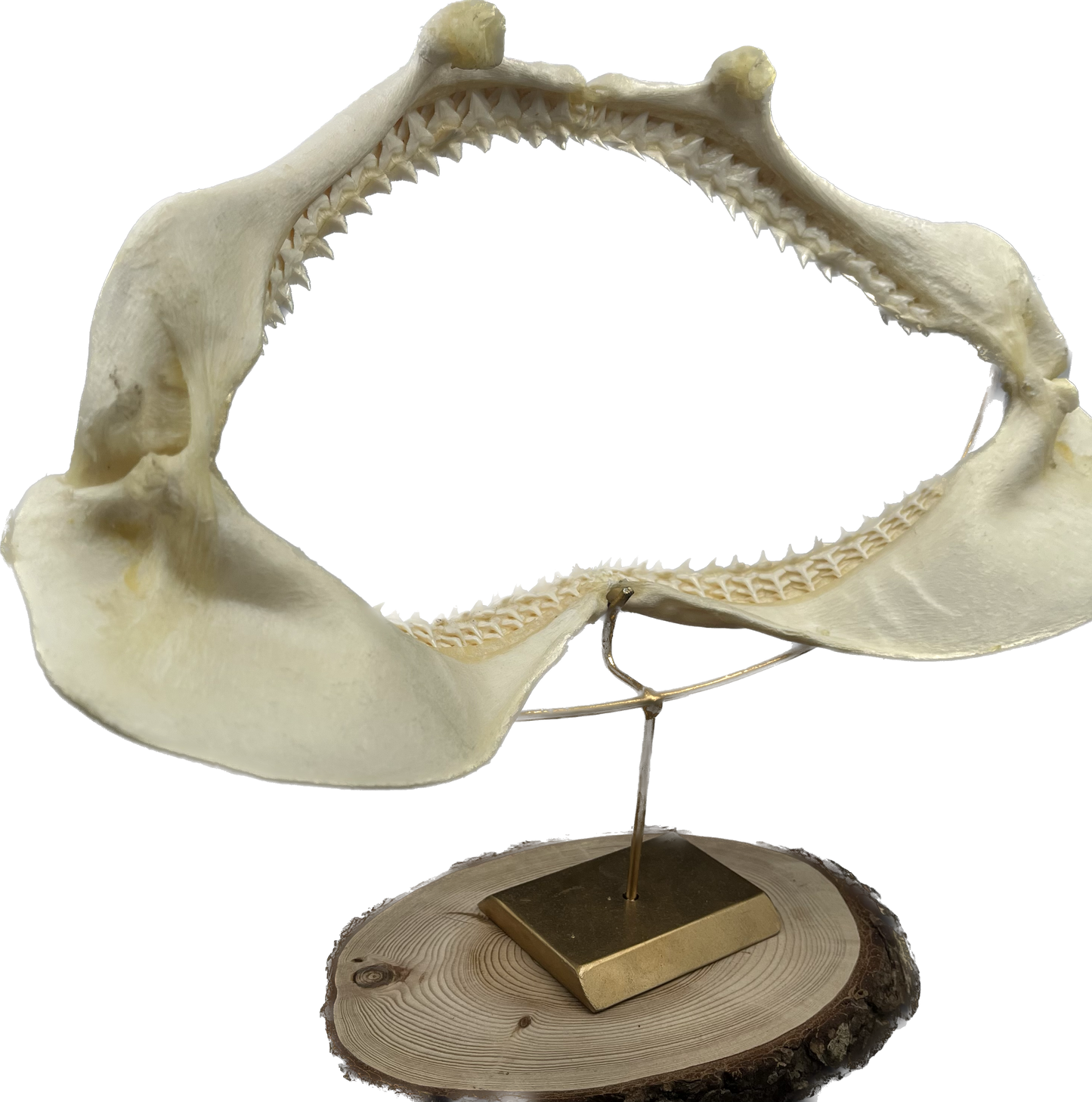 Shark Jaw - Carcharhinus