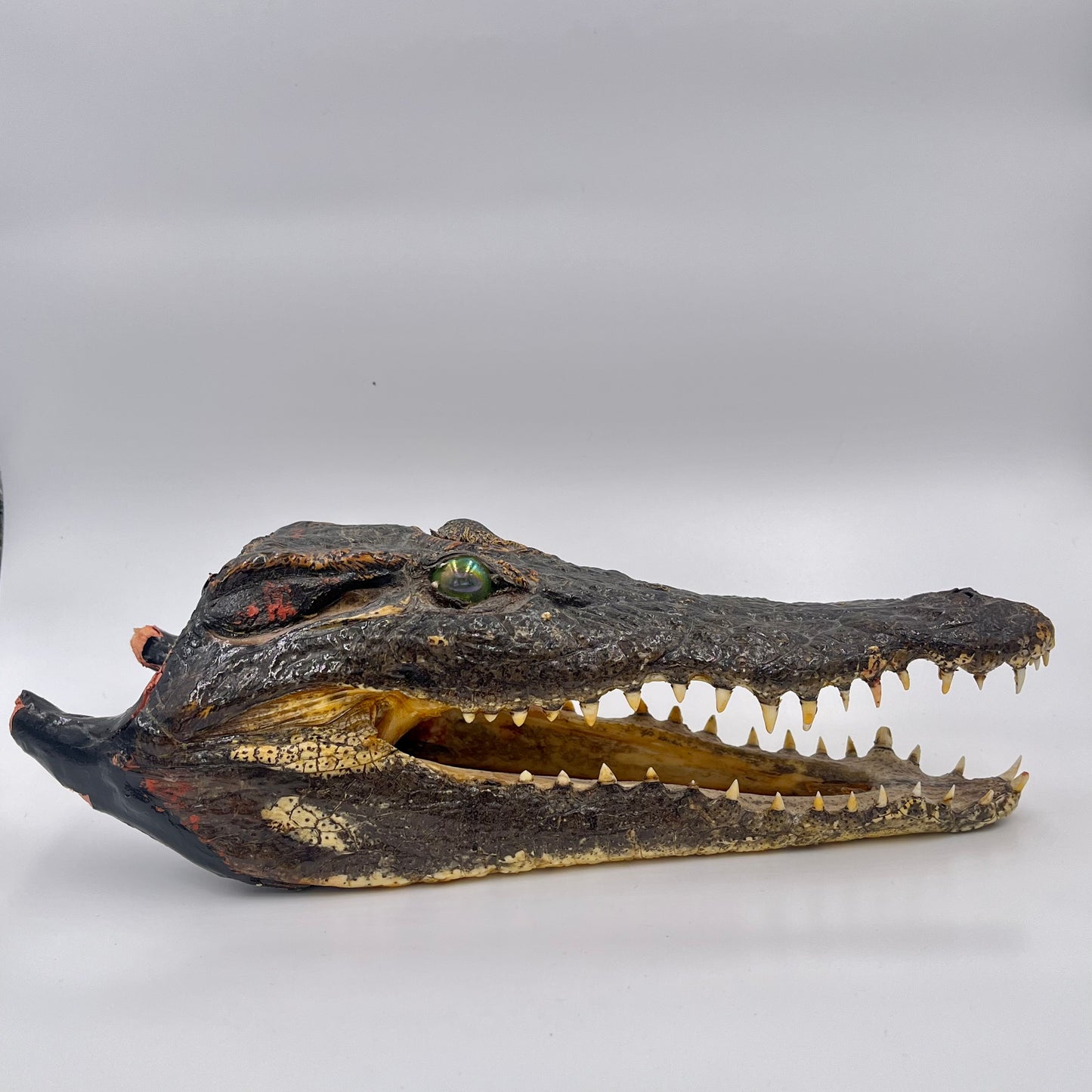 Taxidermie de tête de crocodile