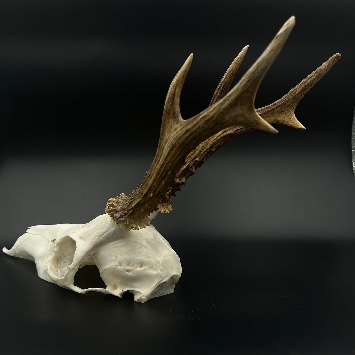 Deer skull