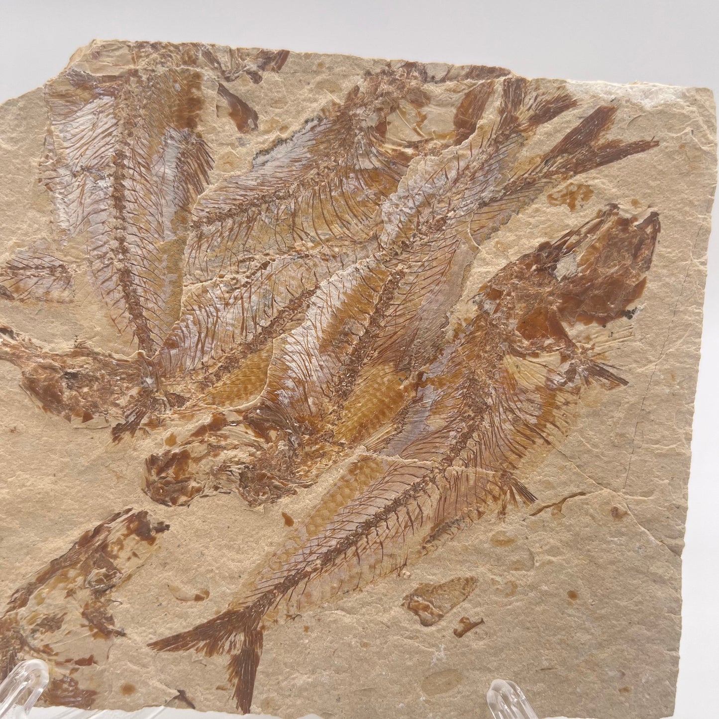 Fossil or the congregation of Dyplomistus