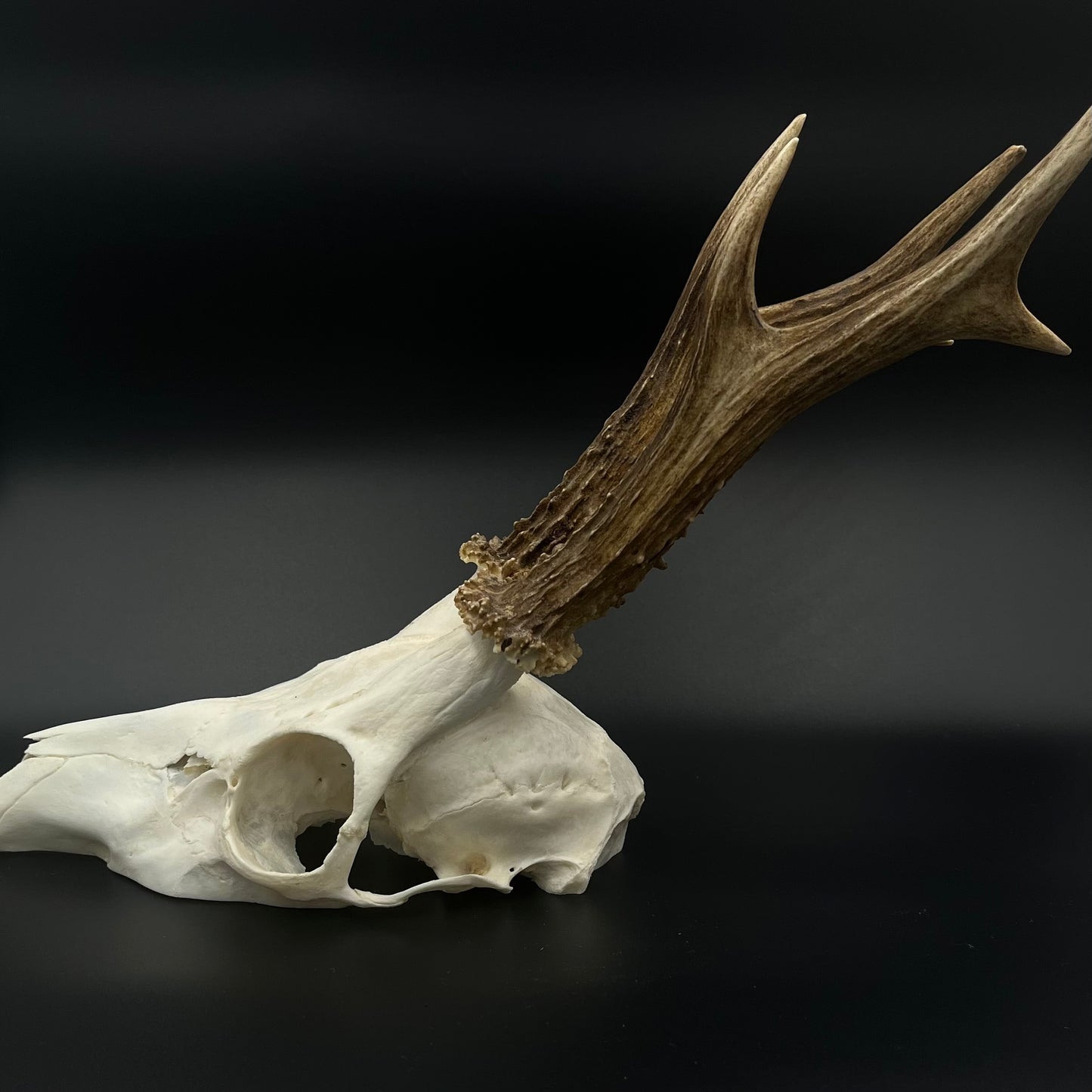 Deer skull