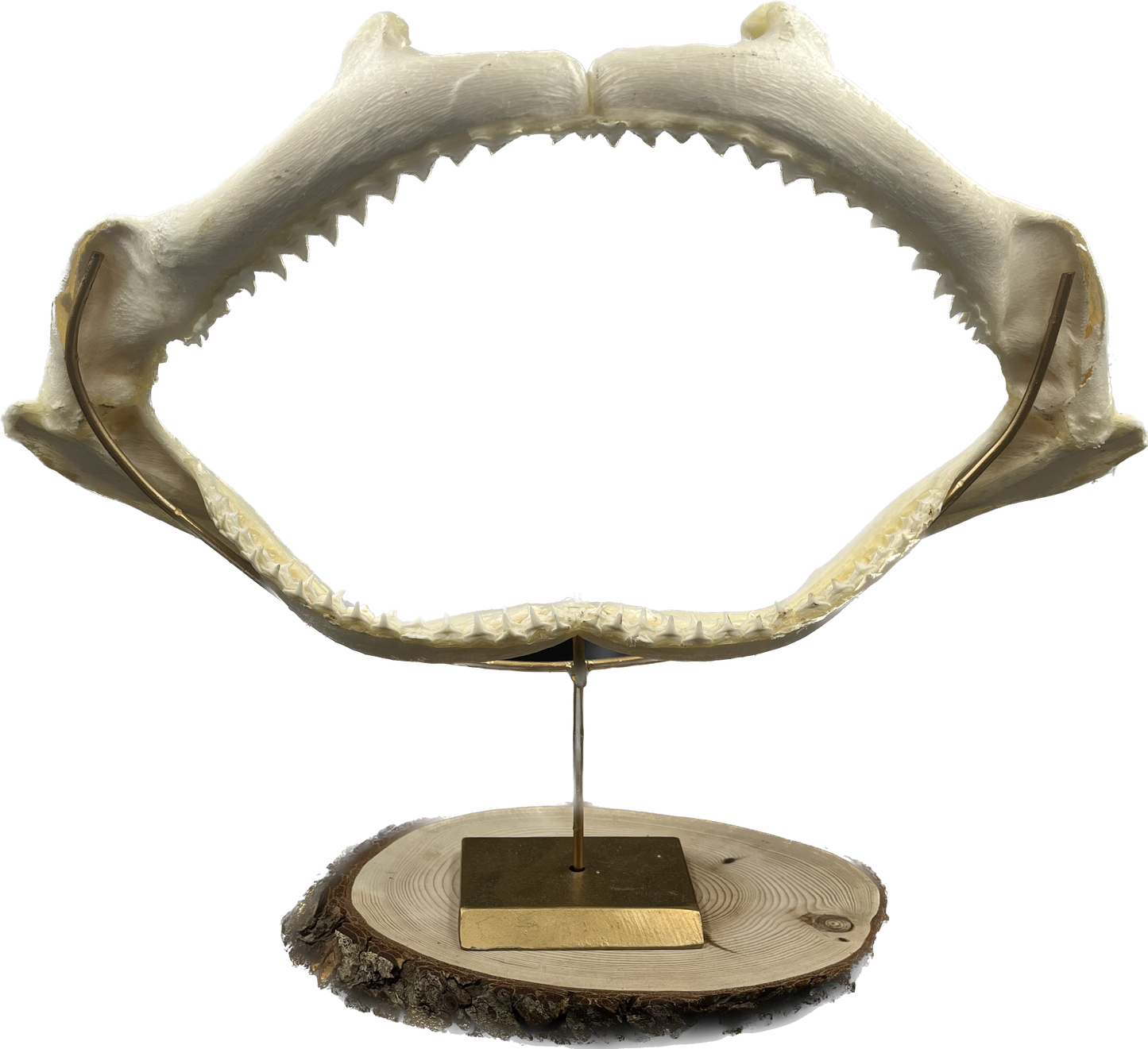 Shark Jaw - Carcharhinus