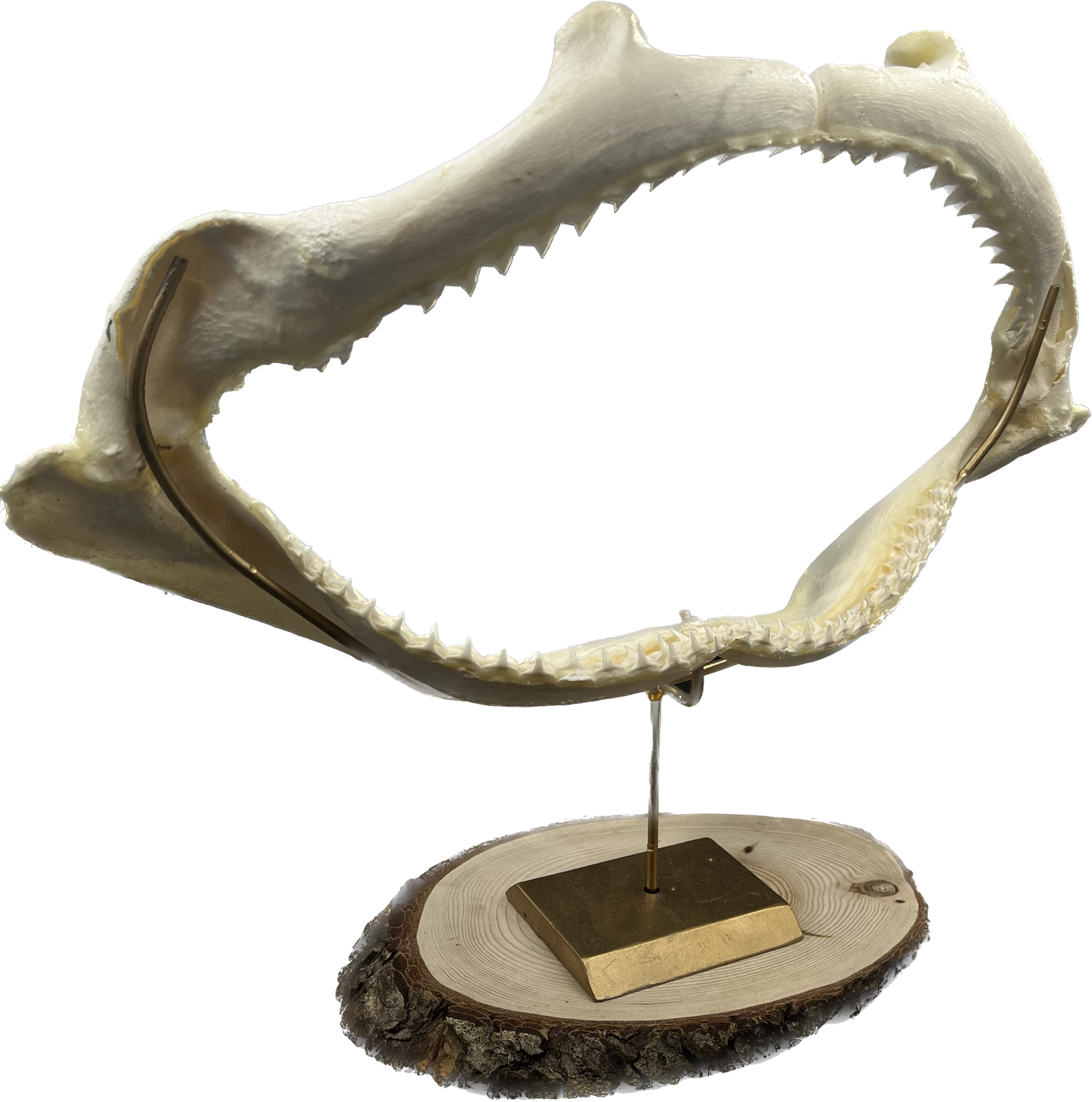 Shark Jaw - Carcharhinus