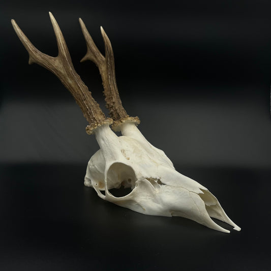 Deer skull