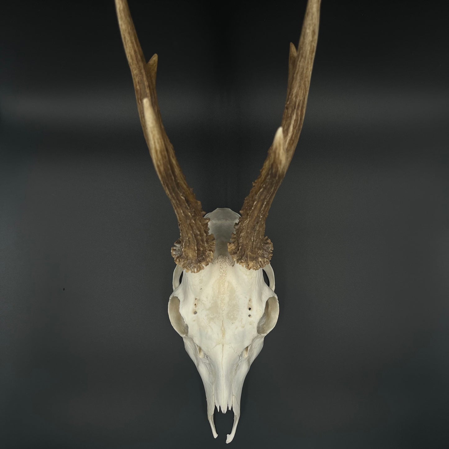 Deer skull