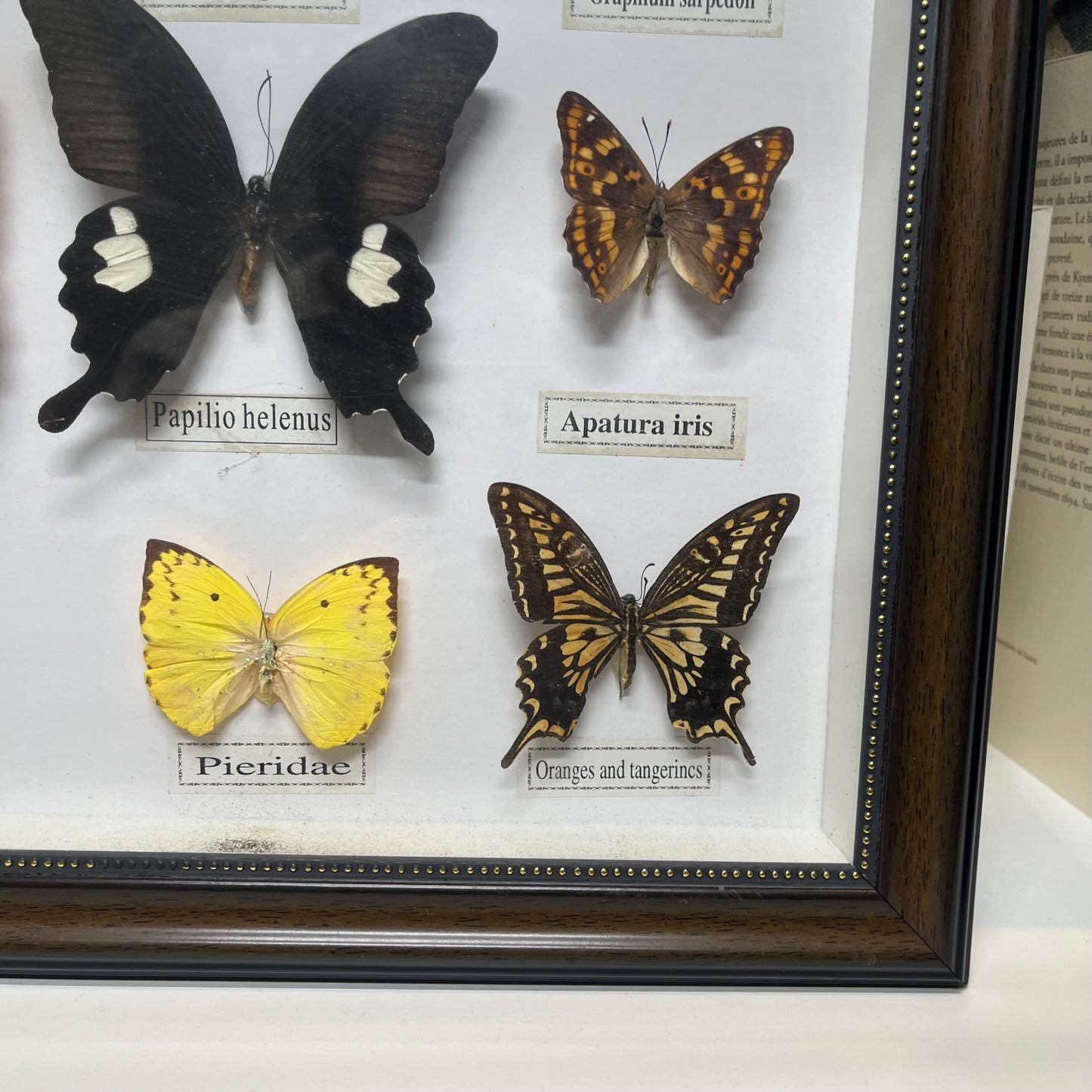 Vintage butterfly Frame set of 12