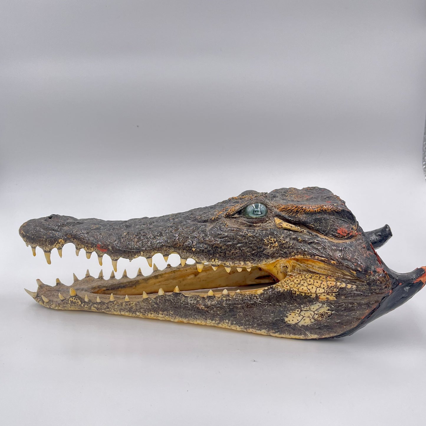 Taxidermie de tête de crocodile