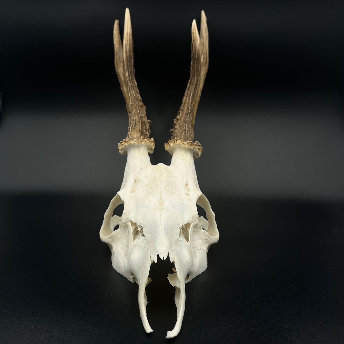 Deer skull