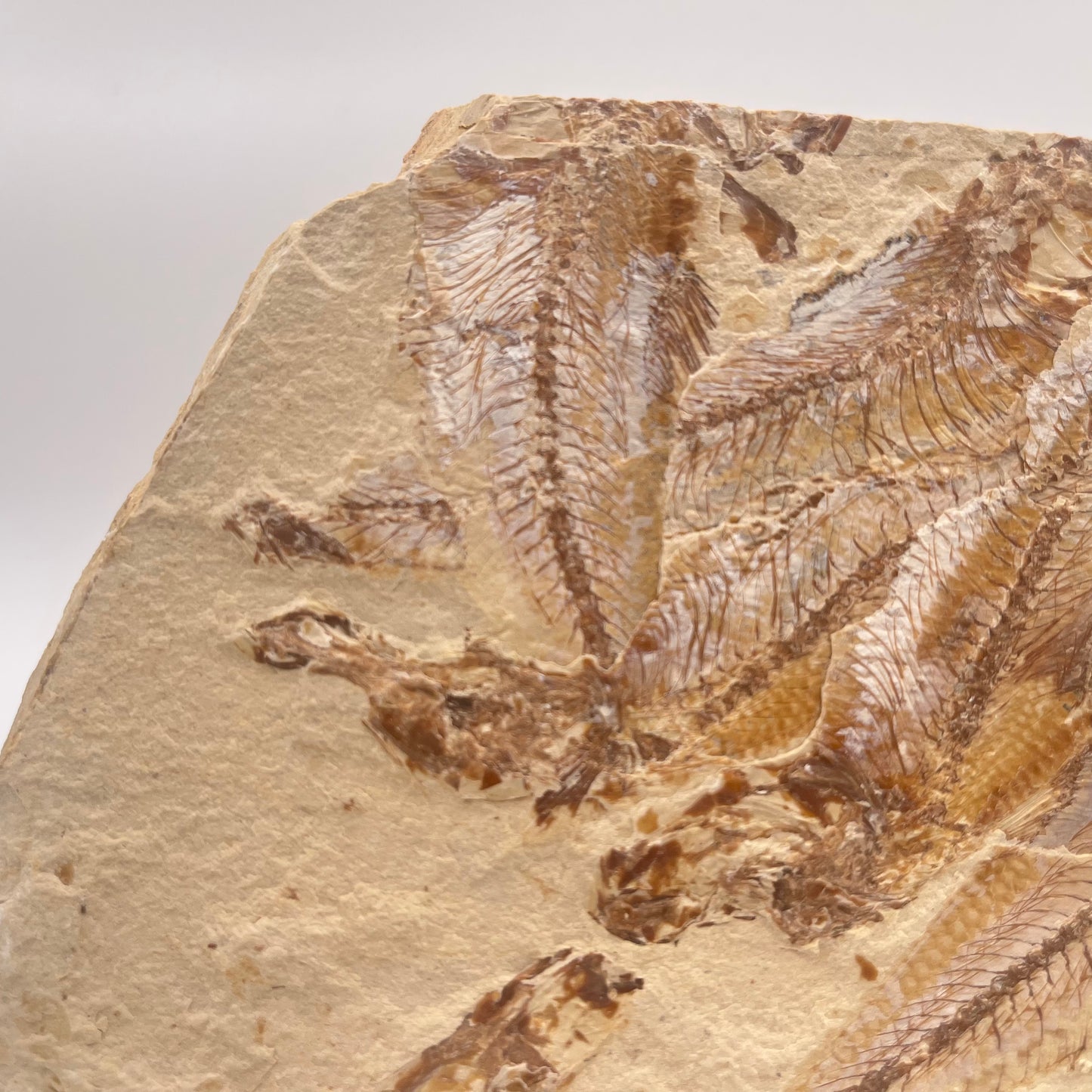 Fossil or the congregation of Dyplomistus