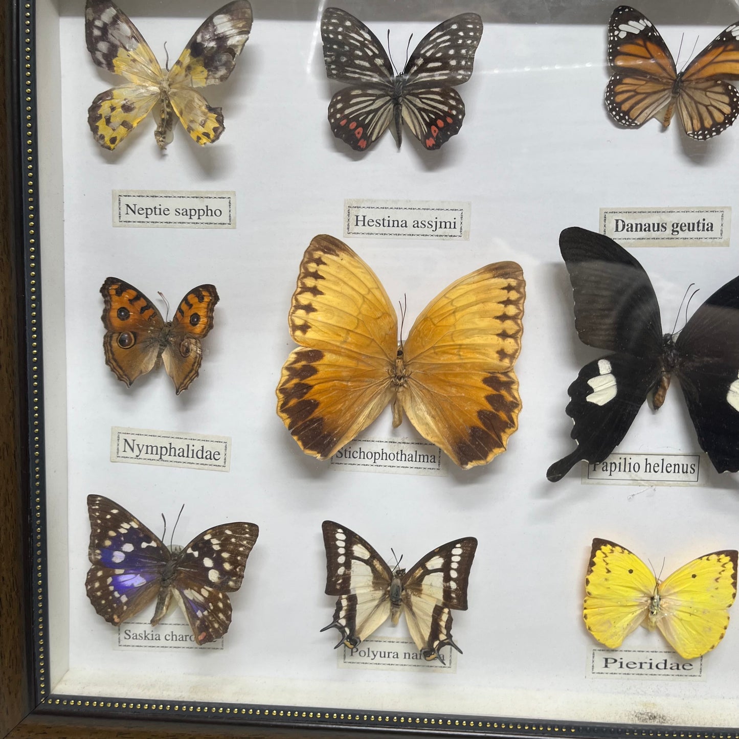 Vintage butterfly Frame set of 12