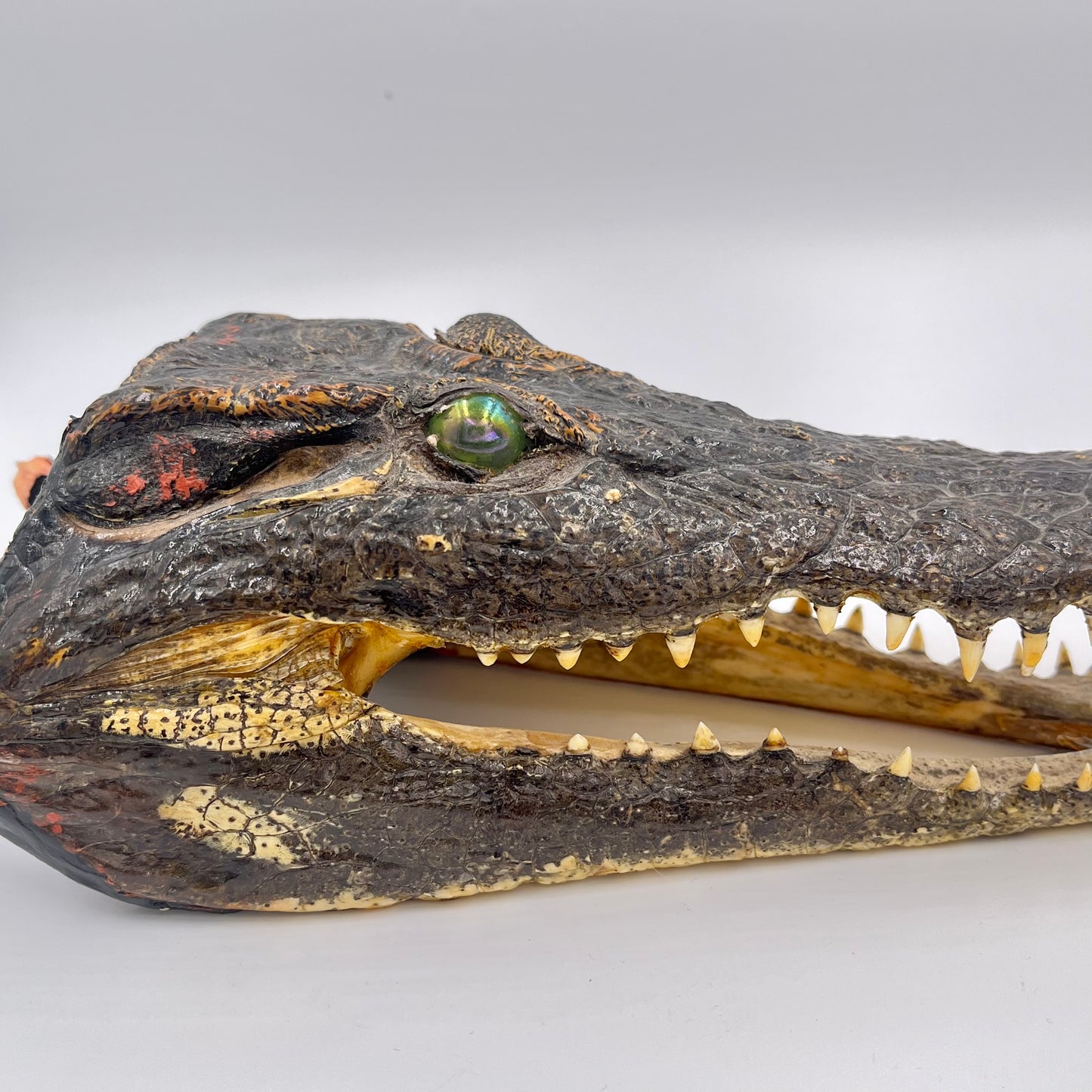 Taxidermie de tête de crocodile