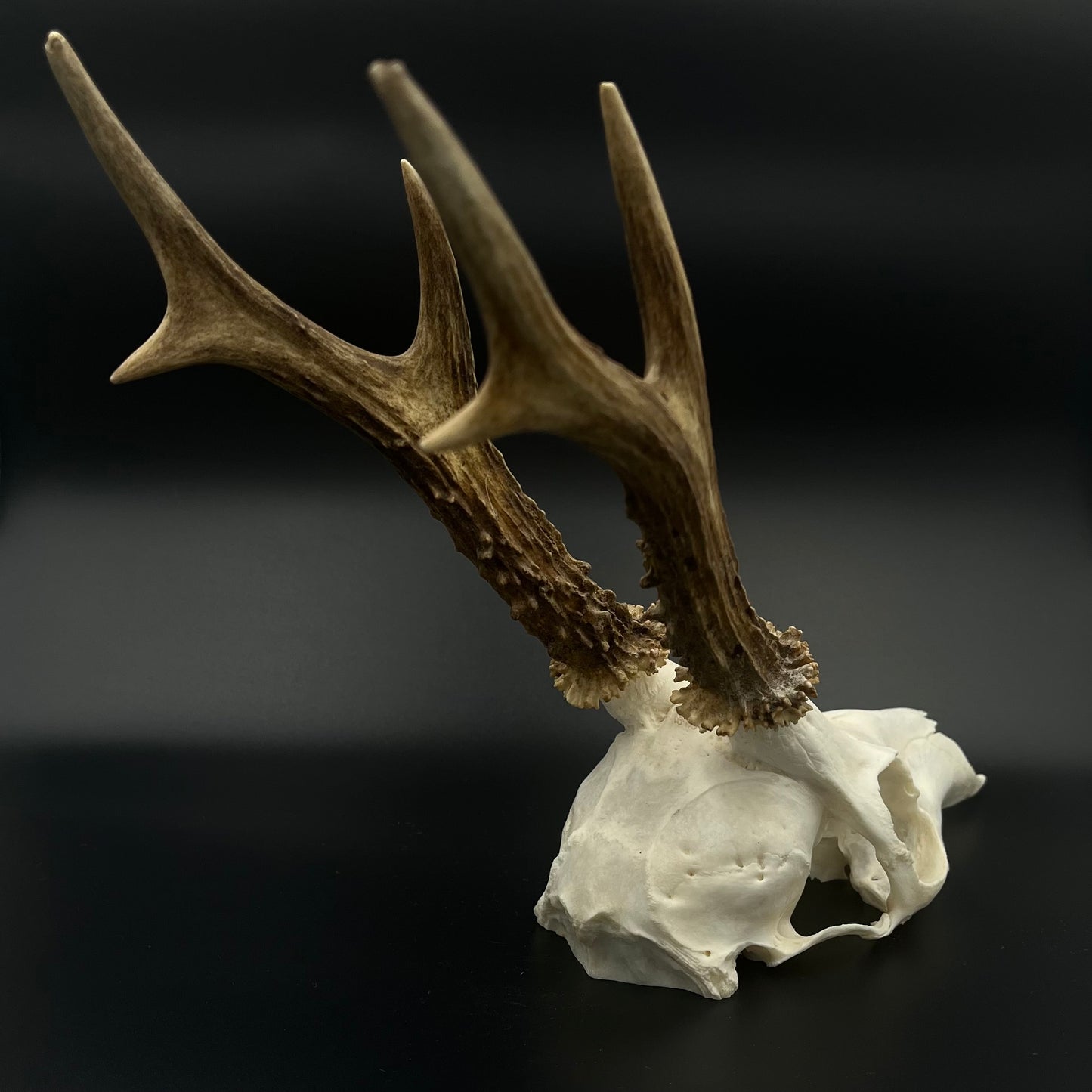 Deer skull