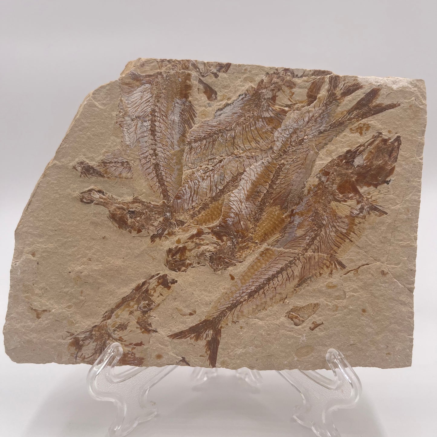 Fossil or the congregation of Dyplomistus