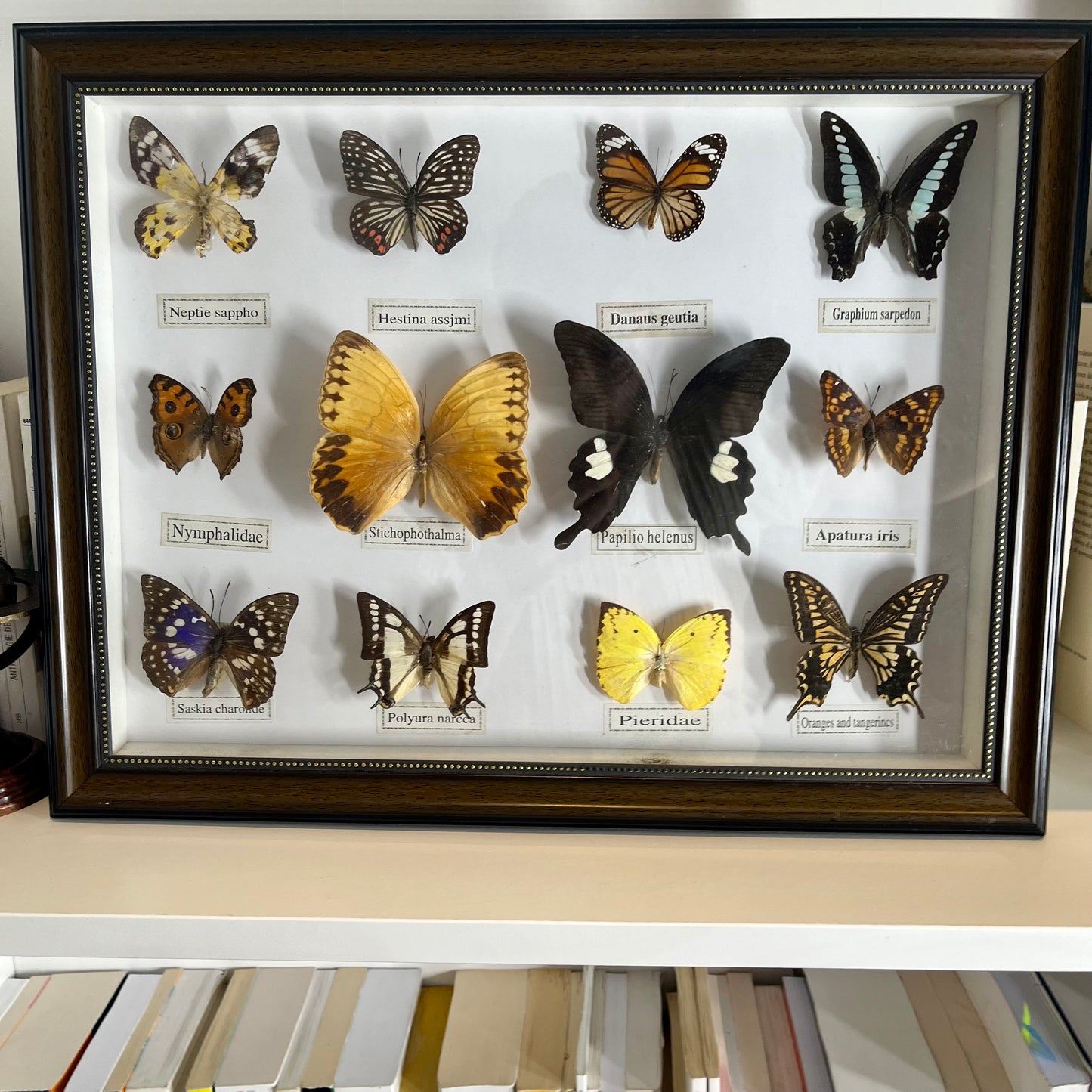 Vintage butterfly Frame set of 12