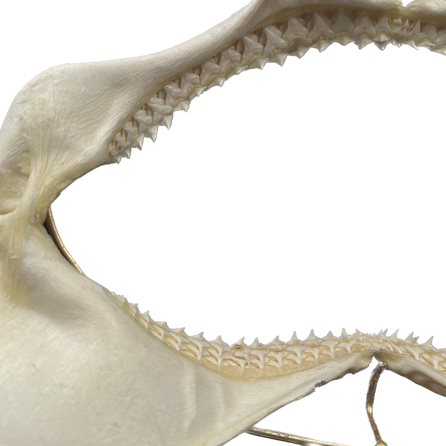 Shark Jaw - Carcharhinus