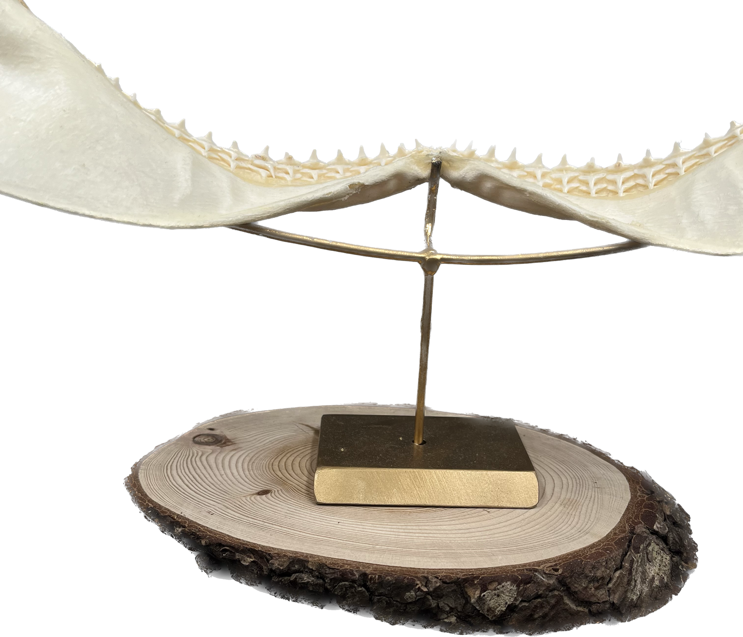 Shark Jaw - Carcharhinus