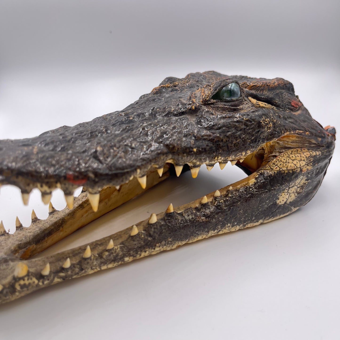 Taxidermie de tête de crocodile