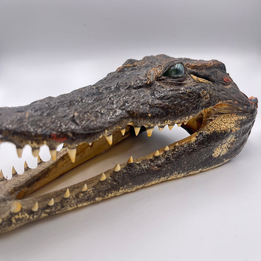 Crocodile head taxidermy