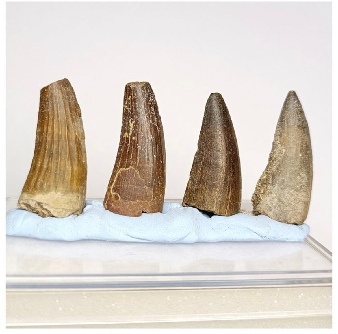 Set of 4 Suchomimus tenerensis Dinosaur Teeth Lower Cretaceous Elrhaz Fm - Fossil Tooth