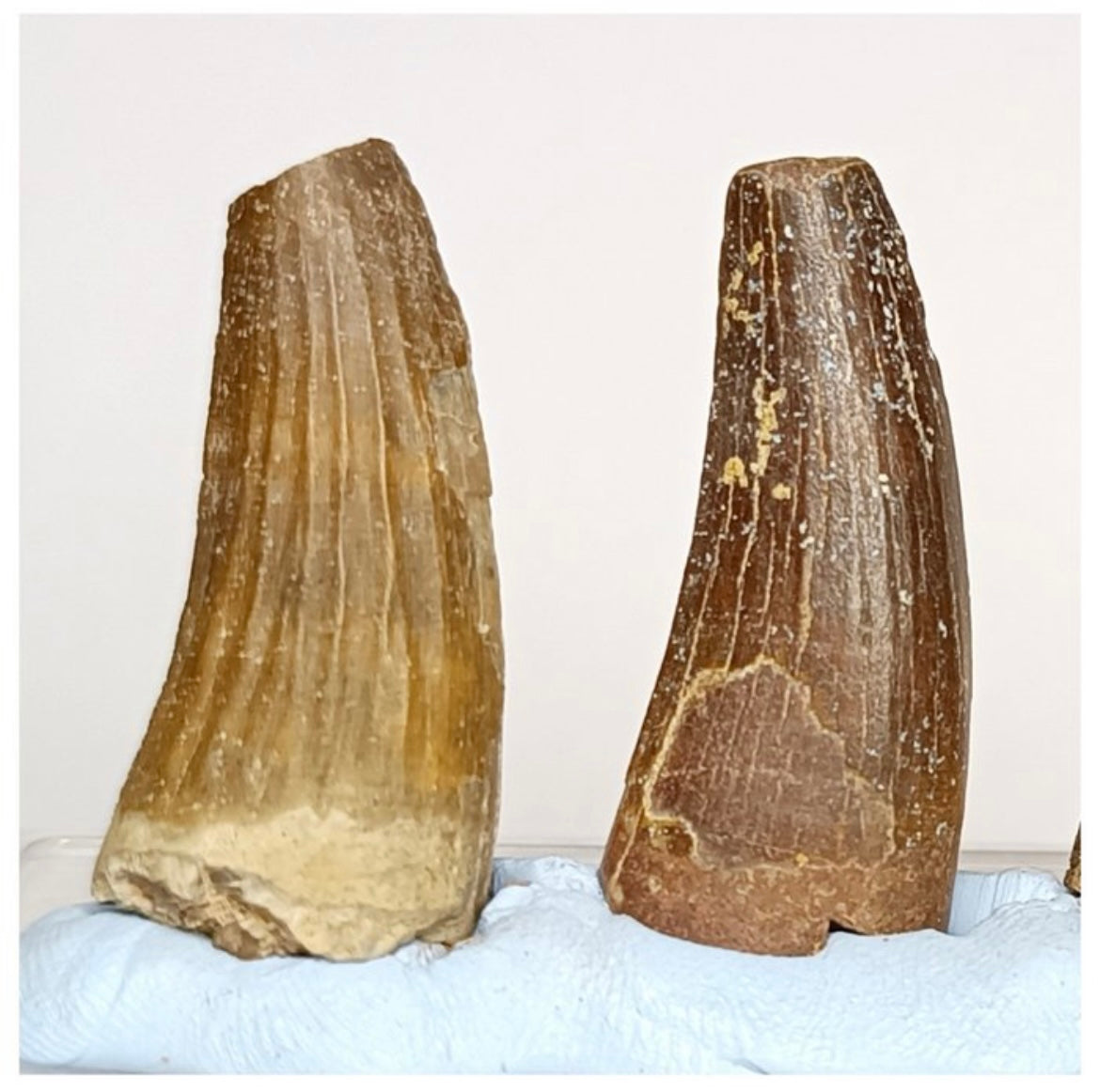 Set of 4 Suchomimus tenerensis Dinosaur Teeth Lower Cretaceous Elrhaz Fm - Fossil Tooth