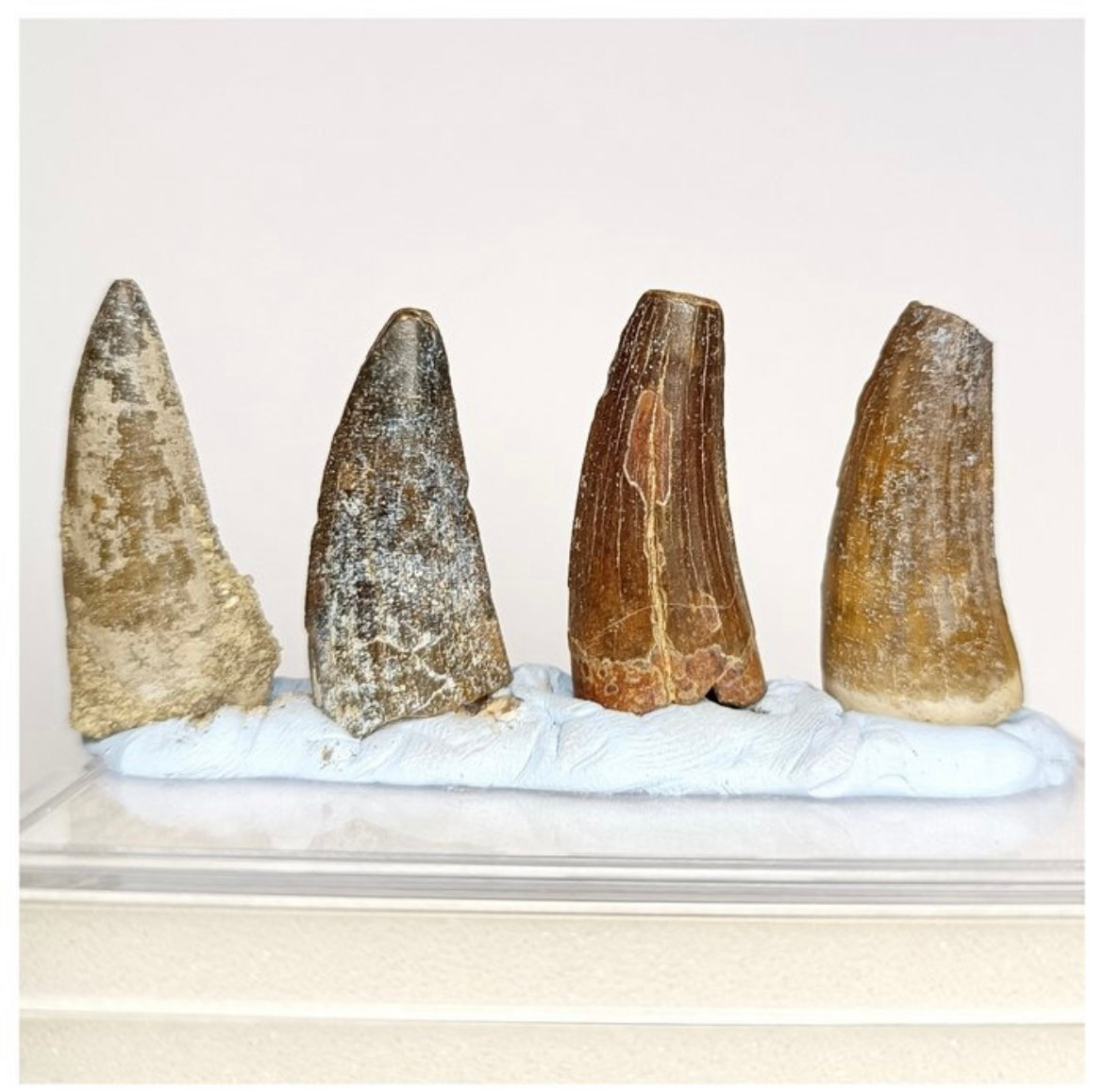 Set of 4 Suchomimus tenerensis Dinosaur Teeth Lower Cretaceous Elrhaz Fm - Fossil Tooth